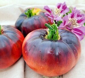 Tomāti Indigo Blue Beauty 30 gab GRAINES VOLTZ